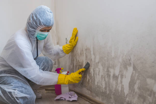 Best Crawl Space Mold Remediation in Kingsport, TN