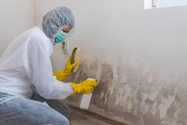 Best White Mold Remediation in Kingsport, TN