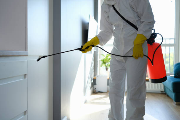 Best Basement Mold Remediation in Kingsport, TN