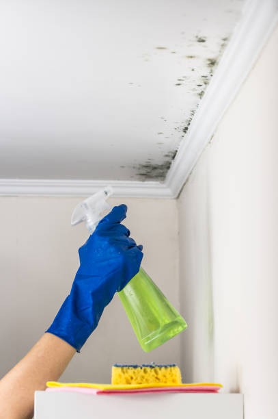 Best HVAC Mold Remediation in Kingsport, TN